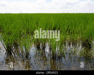 Vista dal basso angolo di una risaia allagata in Louisiana con riso nella fase di crescita della coltivazione e nuvole in testa. Foto Stock