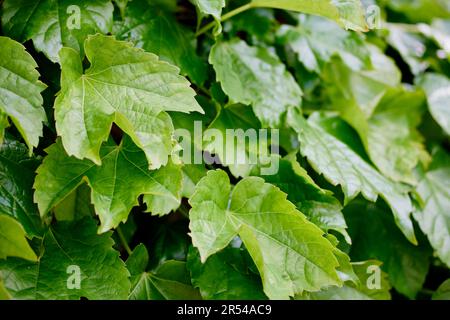 Primo piano della Virginia Climbing Vine di Boston Foto Stock