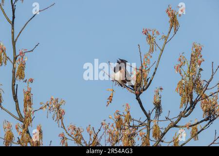 Towhee orientale maschile che cantano nei Namekagon Barrens del Wisconsin settentrionale. Foto Stock