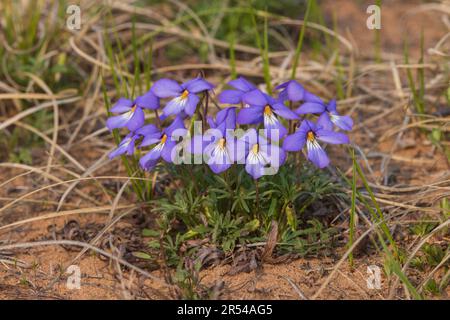 Violetta di uccello-piede che cresce nelle Barrens di Namekagon nel Wisconsin settentrionale. Foto Stock