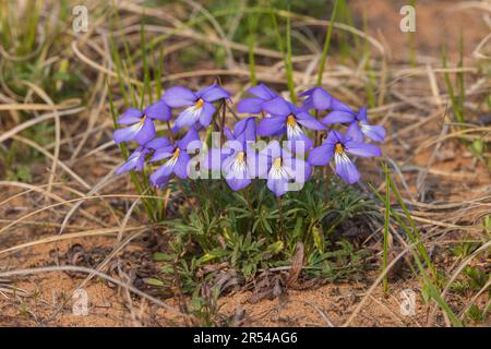 Violetta di uccello-piede che cresce nelle Barrens di Namekagon nel Wisconsin settentrionale. Foto Stock