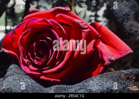 Rosa rossa sbiadita su pizzo nero Foto Stock