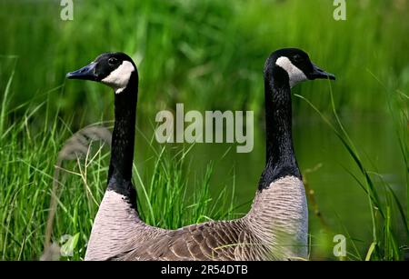Immagine ravvicinata di un paio di esemplari adulti selvatici di oca canadese "Branta canadensis", in un habitat paludoso nella zona rurale dell'Alberta Canada Foto Stock