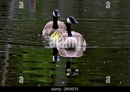 Una famiglia canadese dell'oca del Canada (Branta canadensis);oche e gherings che nuotano in linea in una palude della zona umida in Alberta Canada rurale Foto Stock