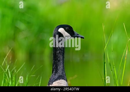 Immagine ravvicinata di un'oca canadese "Branta canadensis", in un habitat paludoso nella zona rurale dell'Alberta Canada Foto Stock