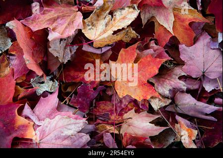 Un mucchio di foglie di acero rosso e arancione Foto Stock