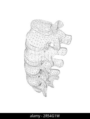 Illustrazione vettoriale simbolo diagnostico della colonna vertebrale, disegno, segno. Icona vettore. Design della linea. Ossa e struttura della colonna vertebrale. Medicina e anatomia. Wiref anatomico Illustrazione Vettoriale