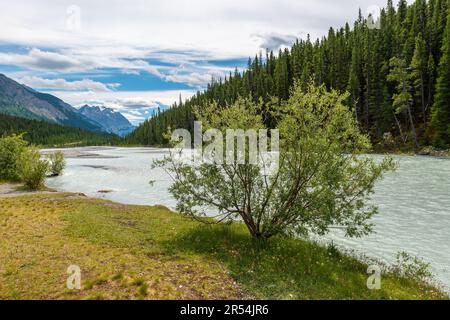 Fiume Athabasca, parco nazionale di Banff, Alberta, Canada. Foto Stock