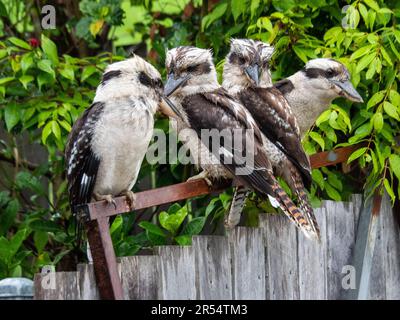 Quattro Kookaburras, uccelli nativi australiani, leggermente bagnati e bedraggled, seduti su una recinzione, due di fronte ad una via, e due l'altra, l'Australia Foto Stock
