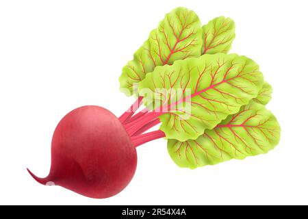 Barbabietole fresche con foglia. Rappresentazione realistica del vettore 3D. Sfondo bianco isolato. Barbabietola succosa. verdure. Cibo biologico. Radice naturale. Verdure in Illustrazione Vettoriale