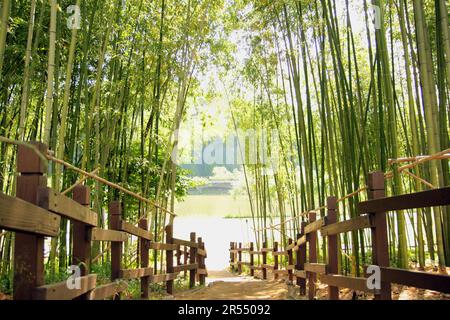 Parco primaverile scenario con bambù e rose e strada a Namgang, Jinju città, Corea del Sud Foto Stock