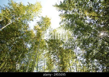 Parco primaverile scenario con bambù e rose e strada a Namgang, Jinju città, Corea del Sud Foto Stock