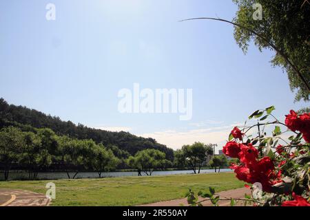 Parco primaverile scenario con bambù e rose e strada a Namgang, Jinju città, Corea del Sud Foto Stock