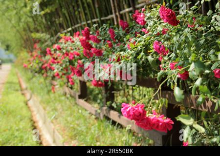 Parco primaverile scenario con bambù e rose e strada a Namgang, Jinju città, Corea del Sud Foto Stock