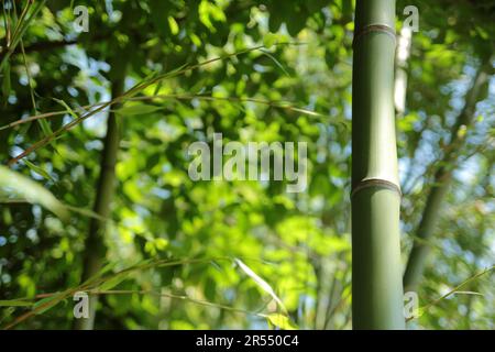 Parco primaverile scenario con bambù e rose e strada a Namgang, Jinju città, Corea del Sud Foto Stock