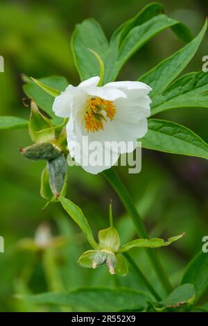 Paeonia emodi, peonia del Monte Emodus, peonia himalayana, perenne erbaceo, fiori bianchi con antere gialle Foto Stock