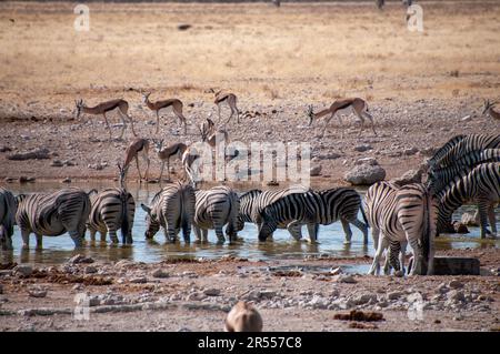 Teleobiettivo di una mandria di zebre delle pianure di Burchell - Equus quagga burchelli - bere da una buca d'acqua nel Parco Nazionale di Etosha, Namibia. Foto Stock