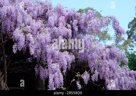 Il glicine si raddoppia intorno al tetto del ristorante, l'Araluen Botanical Park, Perth, Australia Occidentale Foto Stock