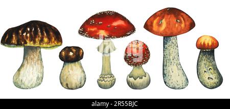 Acquerello di funghi selvatici con funghi porcini, funghi rossi, mosca agarico grande e piccolo. Illustrazione isolata disegnata a mano su bianco Foto Stock