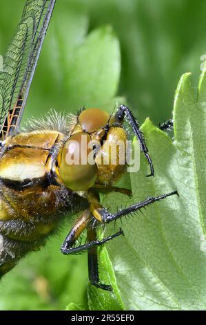 Dragonfly di Chaser di corpo largo (Libellula deprea) primo piano di una donna appena emersa Foto Stock