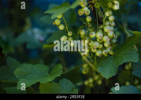 Frutti di ribes rosso non maturi su un cespuglio nel giardino. Koszalin, Polonia. Foto Stock