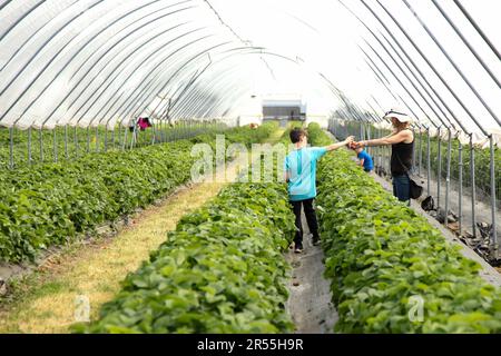 Madre e bambino Strawberry raccolta a Garson Farm PYO, primo raccolto di tunnel coltivato raccogliere le vostre fragole, Asher 2023 Foto Stock