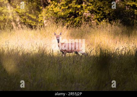 Cervi su un campo verde con una foresta sullo sfondo in Germania, Europa Foto Stock