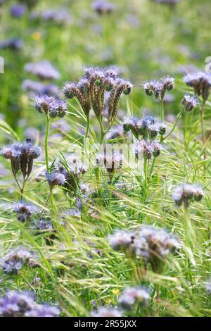 Italia, lombardia, Fiori di Tansy Viola, Phacelia tanacetifolia Foto Stock