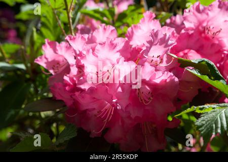 Rododendro rosa in primavera sole Foto Stock