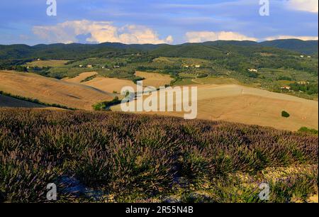 Campo di Lavanda a Pisa (Santa luce) al tramonto, Toscana, Italia / campo di Lavanda a Pisa (Santa luce) al tramonto, Toscana, Italia Foto Stock