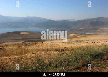 Un contadino sposta un gregge di pecore e capre da un paddock di stoppia su una collina che domina la città di Tatvan nella parte orientale di Turkiye. Foto Stock