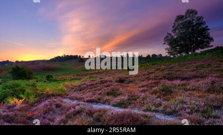 Linwood, Regno Unito - Agosto, 6 2022: Alba sopra l'erica di Rockford Common nel New Forest National Park, Regno Unito Foto Stock