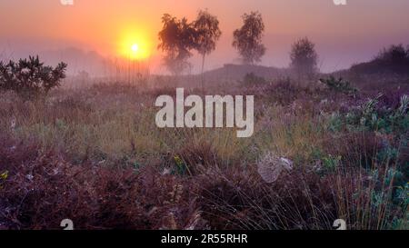 Midhurst, Regno Unito - 26 agosto 2022: Alba su Iping Common, South Downs National Park, West Sussex Foto Stock