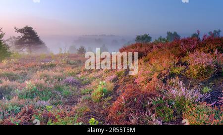 Midhurst, Regno Unito - 26 agosto 2022: Alba su Iping Common, South Downs National Park, West Sussex Foto Stock