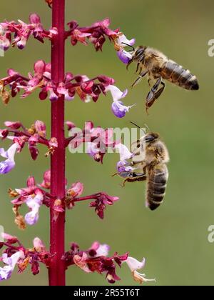 Macro di due api che raccolgono polline su fiore rosa coleo in giardino francese Foto Stock