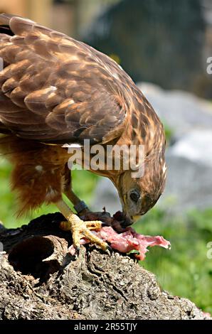 Primo piano Harris Hawk (Parabuteo unicinctus) mangiare carne e visto dal profilo Foto Stock