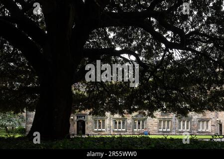 St Marys Quad Holm (sempreverde) quercia, St Marys College School of Divinity, St Andrews University, Scozia, Regno Unito Foto Stock