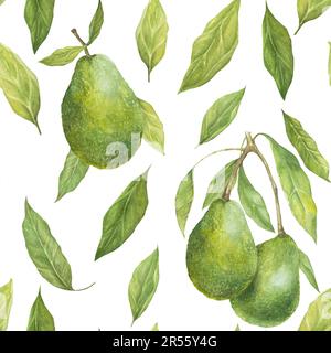 Acquerello senza cuciture con illustrazione di appetitosi avocado di asino verde e foglie su sfondo bianco. Foto Stock