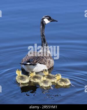 Un'oca canadese con i suoi goodings che nuotano in un fiume in primavera in Canada Foto Stock