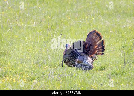 Maschio orientale Wild Turkey tom (Meleagris gallopavo) in mostra completamente strutting camminando attraverso un prato erboso in Canada Foto Stock