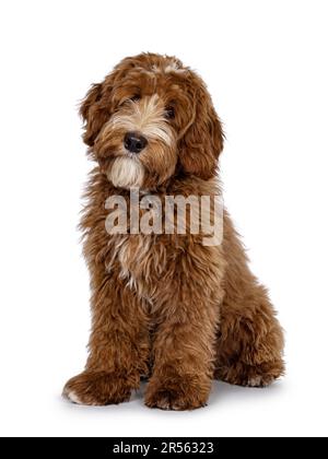 Rosso carino con macchie bianche Labradoodle cane, seduto leggermente in senso laterale. Guardare direttamente alla fotocamera con la bella inclinazione della testa. isolato su un backgrou bianco Foto Stock