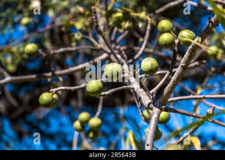 Frutti rotondi, ancora immaturi, pendono fitti sui rami di un albero vicino a Kasankha, Malawi. Foto Stock