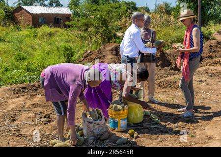 Vendita di frutta baobab sul lato della strada. I frutti, i semi e la polvere da essi prodotta sono venduti sui mercati locali. Vendita di frutta Baobab a Masangi, Malawi Foto Stock