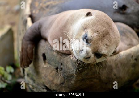 Ritratto di lontra gigante (Pteronura brasiliensis) spianatura in tronco albero Foto Stock