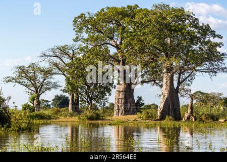La più grande specie di baobab è il baobab africano (Adansonia digitale). Gli alberi possono immagazzinare grandi quantità di acqua dolce nei loro tronchi straordinari. Questo li rende risparmiatori di vita in tempi di scarsità d'acqua. Atmosfera serale sul fiume Shire. Parco Nazionale di Liwonde, Malawi Foto Stock