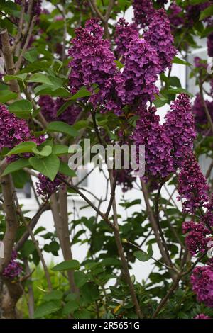 Syringa vulgaris lilla Foto Stock