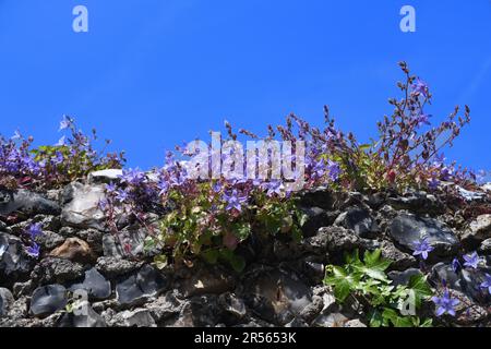 Piante su parete in pietra focaia Foto Stock