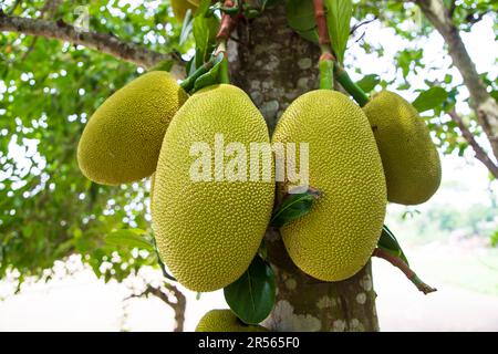 Jackfruits su un albero nel frutteto. Jackfruit maturo sull'albero Foto Stock