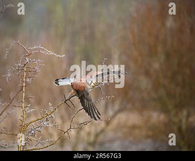 Gheppio maschio che decoltra da un albero gelido Foto Stock