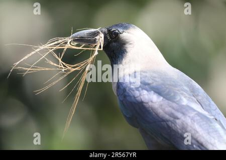 Un corvo (pronunciato /ˈkroʊ/) è un uccello del genere Corvus, o più in generale un sinonimo di tutto il Corvus. I corvi sono generalmente di colore nero. La parola Foto Stock